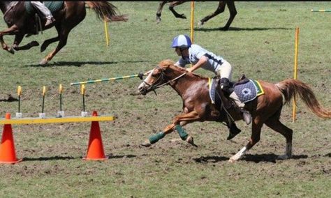 Gymkhana horse competition consists of games for those who love speed racing and horse riding. Although it is usually for children’s participation, there are still skill-based games for all ages. In some parts of the western United States, it is often called an “O-mok-see” (also known as “omoksee” or “o mok see”) competition. Sometimes, it […] The post What is Gymkhana Horse Events? History & Different Types appeared first on Horse is Love. Horse Riding Games, Games For All Ages, Pony Games, Horse Competition, Horse Lessons, Horse Exercises, Equestrian Events, Horse Games, Horse Camp