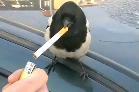 Chav magpie. 밈 유머, 웃긴 사진, Silly Animals, 귀여운 동물, Animal Memes, Reaction Pictures, Mood Pics, Dankest Memes, Funny Images