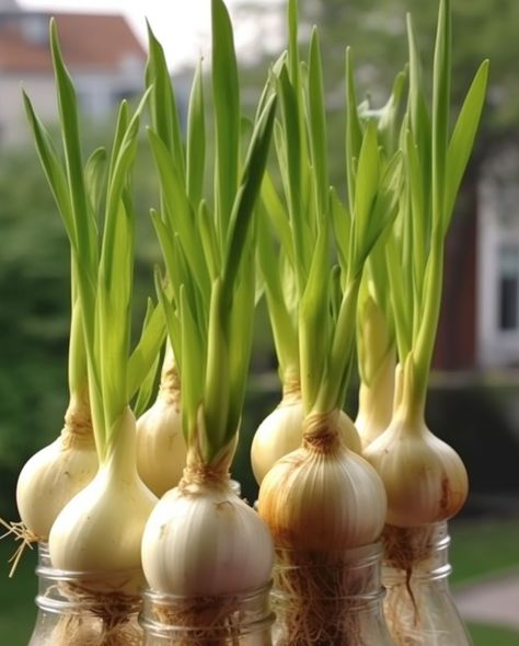 Garlic Growing, Garlic Sprouts, Design Garden Ideas, Grow Garlic, Growing Garlic, Eco Friendly Garden, Clear Plastic Containers, Garlic Bulb, Vegetable Side