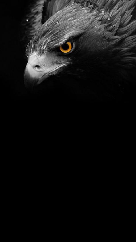 Free download Black Eagle Wallpaper [900x1600] for your Desktop, Mobile & Tablet | Explore 24+ Eagle Black Wallpapers | Bald Eagle Background, Eagle Background Pictures, Flying Eagle Wallpaper Eagle Images, Eagle Painting, Wild Animals Photos, Eagle Wallpaper, Eagle Pictures, Lion Wallpaper, Indian Scout, Eagle Art, Bird Wallpaper