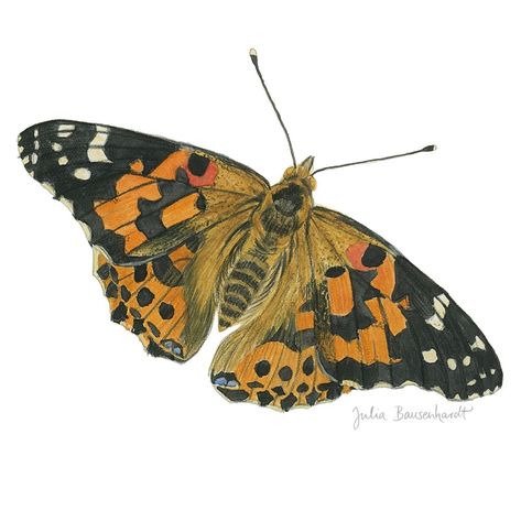 Wildlife Illustration – Julia Bausenhardt Wildlife Illustration, Amphibians, Insects, Butterflies, Art Collection, Fish, Illustrations, Animals, Art