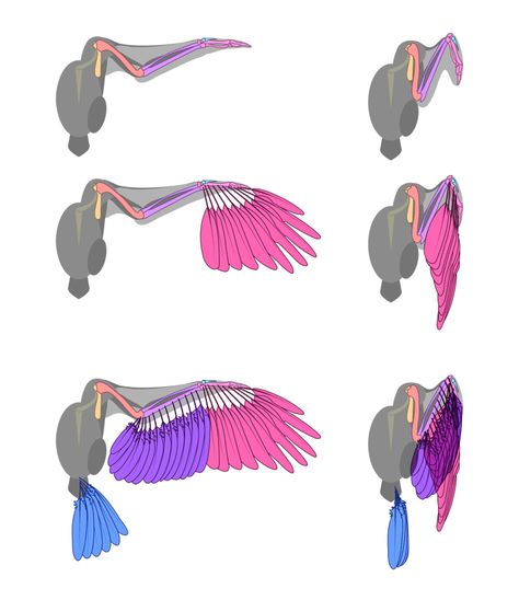 Bird Wing Drawing, Wings Animation, How To Draw Wings, Wing Anatomy, Draw Wings, Wing Drawing, Winged People, Bird People, Learning To Draw