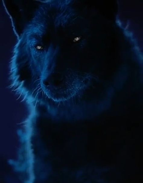 Werewolves Mates, Blue Eyes Aesthetic, Werewolf Drawing, Bark At The Moon, Werewolf Aesthetic, Angel Photography, Dark Forest Aesthetic, American Werewolf In London, All Godzilla Monsters