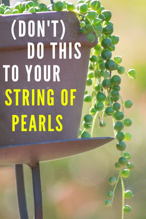 Stairway Frames, Pearl Plant Care, Hanging Pearl Plant, String Of Turtles Care, Pearl Succulent Care, How To Grow String Of Pearls Plant, String Of Pearls Plant Care, String Of Pearls Plant Decor, Crochet String Of Pearls