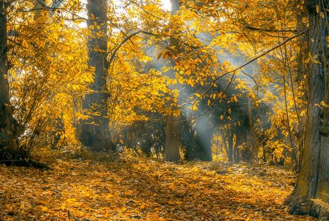 Fall Nature Wallpaper, Leaf Pile, Day Of Atonement, South Africa Safari, Farmers Almanac, Fall Nature, Autumn Weather, Old Farmers Almanac, Diamond Paint