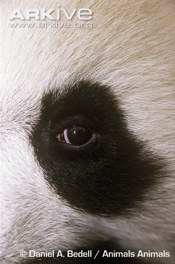 panda eye Natural Forms Gcse, Bullet Journel, Animal Eyes, Eye Close Up, Panda Eyes, Animal References, Giant Panda, Gcse Art, Animal Photos