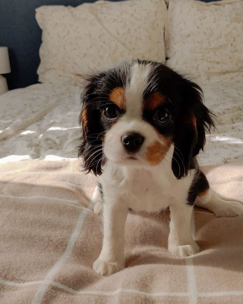 Cavier King Charles Spaniel, Puppy Cavalier, Clumber Spaniel Puppy, Cavalier King Charles Spaniel Puppy, Cavalier King Spaniel, King Spaniel, King Charles Cavalier, King Charles Puppy, Cavalier King Charles Dog