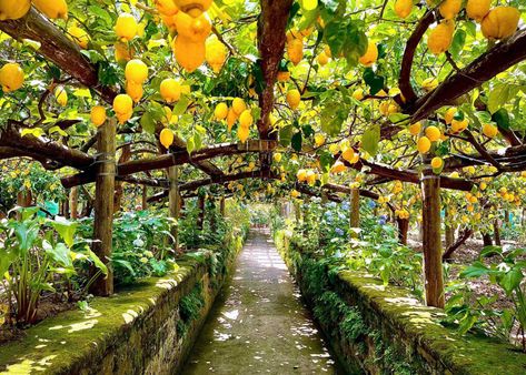 Why You Should Visit A Lemon Grove In Sorrento Lemon Farm, Farm Date, Lemon Grove, Pompeii And Herculaneum, Sorrento Italy, Southern Region, Earthy Scent, Regions Of Italy, Citrus Trees