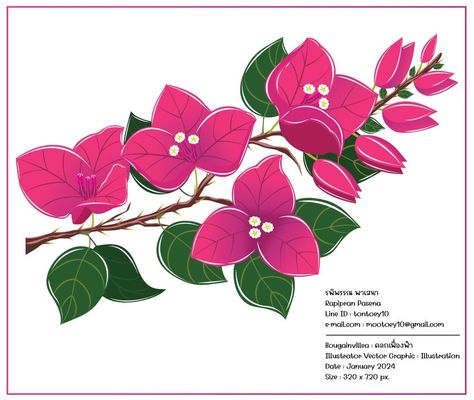 Bougainvillea Flower Drawing, Drawing Bougainvillea, Bougainvillea Drawing, Bougainvillea Illustration, Bougainvillea Painting, Bougainvillea Flower, Outside Paint, Persian Calligraphy Art, Flower Tattoo Ideas