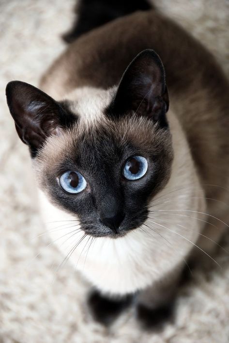 Cats Rule, Wallpaper Cat, Cat With Blue Eyes, Most Beautiful Cat Breeds, Cat Aesthetic, Cute Cats And Kittens, Funny Cute Cats, Siamese Cats, Beautiful Cat