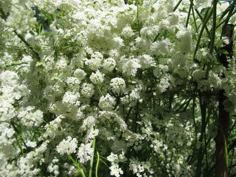 Anise Plant, Herbs For Sleep, Pergola Pictures, Anise Seed, Aromatic Plant, Ouzo, Edible Plants, Community Gardening, Healing Herbs