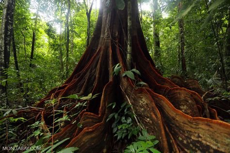 77 inspiring rainforest pictures Rainforest Floor, Rainforest Trees, Rainforest Animals, Komodo Dragon, Colorful Plants, Forest Floor, Tropical Rainforest, Garden Planters, Water Features