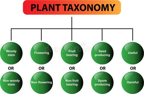 Plant taxonomy diagram - vector. Clear diagram of the plant taxonomy. Great for school, students, teachers, presentations and learning materials. Also in vector stock illustration Plant Taxonomy, Plant Classification, Learning Materials, Stock Photography Free, Vector Stock, School Students, The Plant, Botanical Illustration, Botany