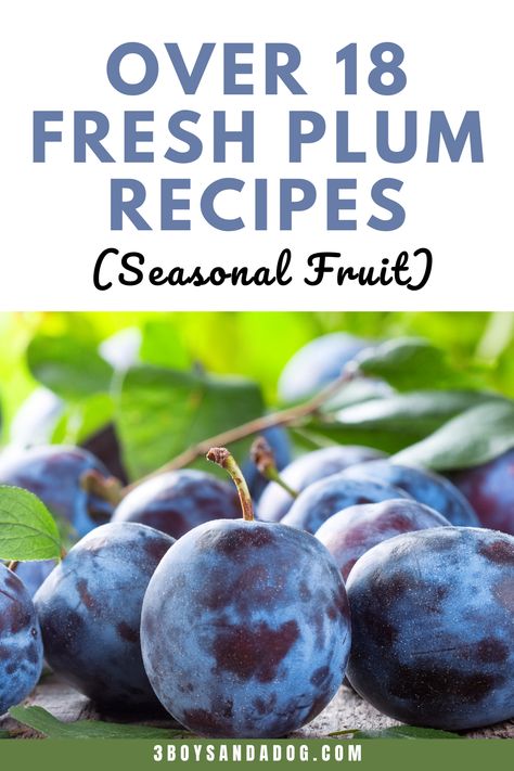 Preserving Fresh Plums, Blue Plum Recipes, Preserving Italian Plums, Italian Prune Plum Recipes, Prune Plums Recipes, Fresh Prune Recipes, Purple Plum Recipes, Stanley Plum Recipes, Fresh Plums Recipes