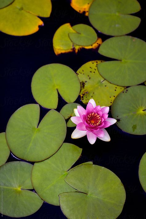 Lily Pad Mosaic, Lilly Pad Drawings, Water Lilly Aesthetic, Lillie Flower, Lilly Aesthetic, Flower Gardening Ideas, Water Lilies Art, Lilly Pond, Lilies Drawing