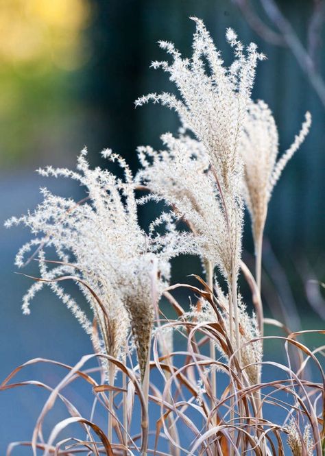 December Wedding Flowers, Flowers For Drying, Backyard Hangout, Prairie Planting, Winter Gardening, Best Perennials, Australian Garden, Winter Nature, Pollinator Garden