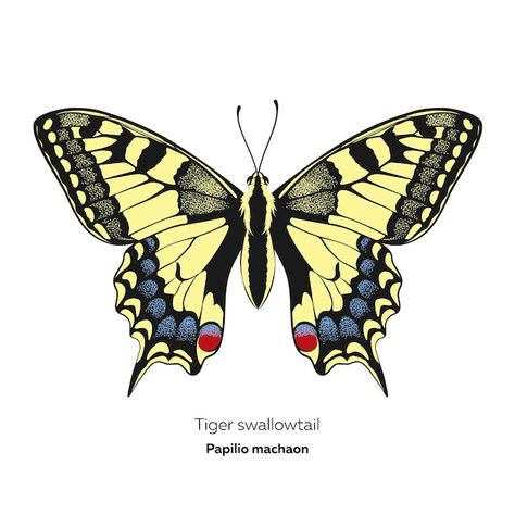 Tiger swallowtail butterfly papilio mach... | Premium Vector #Freepik #vector #moth #butterfly-illustration #butterfly-icon #butterfly Tiger Swallowtail Butterfly Drawing, Western Tiger Swallowtail Butterfly, Tiger Swallowtail Butterfly Tattoo, Eastern Tiger Swallowtail Butterfly, Linocut Inspiration, Black Swallowtail Butterfly, Illustration Butterfly, Tiger Butterfly, Butterfly Icon