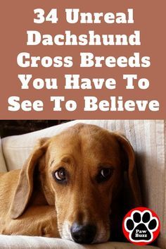 Here are some of the most UNREAL pictures of Dachshund cross breeds that might shock you at first, but they are REAL. Check it out! Weenie Dogs Funny, Dachshund Facts, Dachshund Puppy Funny, Dachshund Funny, Dachshund Puppies For Sale, Weiner Dogs, Dachshund Puppy Miniature, Miniature Dachshunds, Wiener Dogs