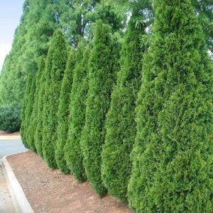 7 Best Trees For Privacy To Grow In Austin Texas – PlantNative.org Thuja Occidentalis Smaragd, Leyland Cypress Trees, Hedge Trees, Thuja Green Giant, Emerald Green Arborvitae, Leyland Cypress, Fast Growing Evergreens, Arborvitae Tree, Thuja Occidentalis