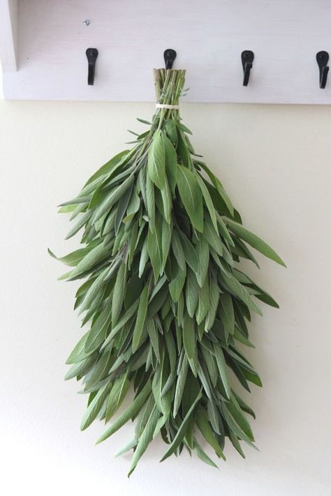 Easy Way to Dry Sage for Winter • a traditional life How To Dry Sage For Cooking, Harvest Sage How To, Sage Harvesting, How To Preserve Sage Leaves, What To Do With Sage Leaves, How To Preserve Fresh Sage, Drying Sage Leaves, Preserving Sage Leaves, Uses For Sage Leaves