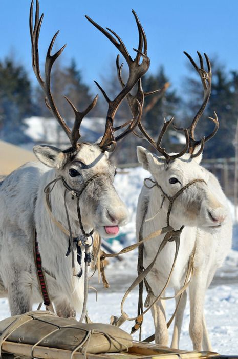 Love Winter, I Love Winter, Paws And Claws, Winter Animals, Santa And Reindeer, Animal Planet, Animal Photo, Christmas Animals, Wild Animals