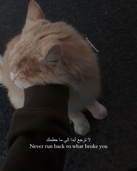 Islamic quote 🤍 Islamic Asthetic Quote, Islamic Cat Quotes, Islamic Dps Aesthetic, Islamic Thoughts In Urdu English, Cats In Islam Quotes, Funny Islamic Quotes, Cat Aesthetic Quotes, Cat Islamic, Islamic Quotes About Friends