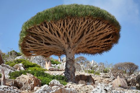 From baobabs to monkey puzzles, things aren't looking too good for these eccentric tree species. Dracaena Cinnabari, Dragon Blood Tree, Weird Trees, Socotra, Dragon Tree, Old Trees, Unusual Plants, Unique Trees, Tree Hugger