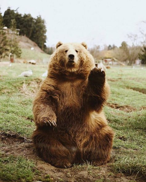 Just some bears saying "hi" to you - Album on Imgur Brown Bear, On Instagram, Instagram