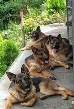 German Shepherd's Large German Shepherd, Best Dog Names, Puppy Obedience Training, Basic Dog Training, Animal Images, German Shepards, Dog Training Advice, Dog Training Techniques, Best Dog Training