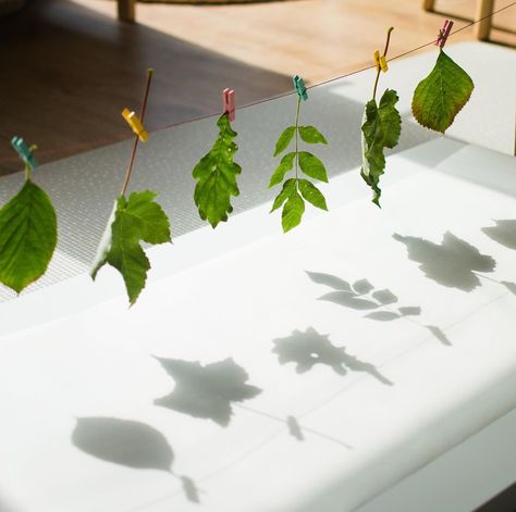 Laura | Creative Play on Instagram: “LEAF SHADOW DRAWING 🍃🌞 . We did this last week on a sunny afternoon. . I pegged the leaves up on some string between two chairs and Miss 4…” Leaf Shadow, Easter Play, Forest School Activities, Shadow Drawing, Nature School, Beach Ideas, Kids Beach, Beach Hacks, Small World Play