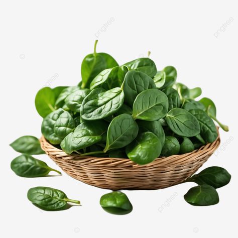 spinach leaves in basket isolated on white background with clipping path spinach leaves in basket Green Png, Iron Rich, Spinach Leaves, Transparent Image, Png Transparent, Png Image, Spinach, Poster Design, White Background