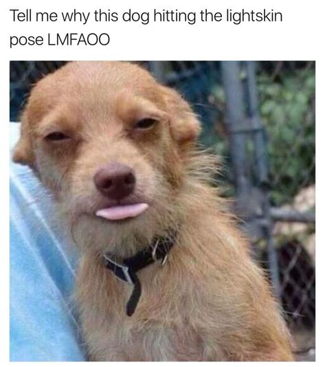 Tell me why this dog hitting the lightskin pose LMFAOO - ) Light Skin, Skin, Memes, On Instagram, Instagram