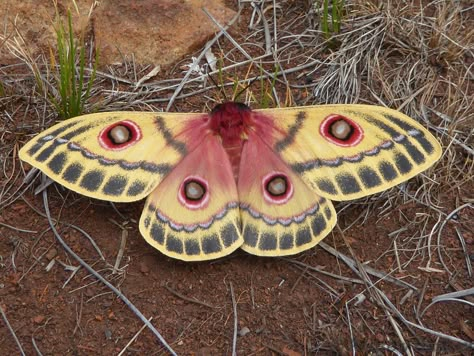 also known as injured emperor moth Cool Moths, Moth Photo, Emperor Moth, Colorful Moths, Cute Moth, Cool Insects, Cool Bugs, Moths And Butterflies, Beautiful Butterflies Art