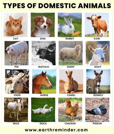 There are a variety of domestic animals that people keep as pets or for other purposes. The most common domesticated animals include cats, dogs, birds, rabbits, and rodents. Each of these animals has different needs and behaviors that must be taken into account when caring for them. Kindergarten Flash Cards, Farm Animals Pictures, Animal Pictures For Kids, Animals Name In English, Animals Name, Getting A Dog, Farm Pictures, Picture Dictionary, Domestic Animals