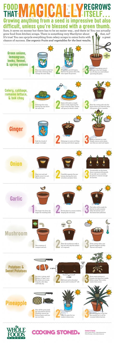 Regrow Vegetables, Plants In Pots, Vegetable Scraps, Big Garden, Home Vegetable Garden, Food Garden, Easy Garden, Planting Vegetables, Flowers Garden