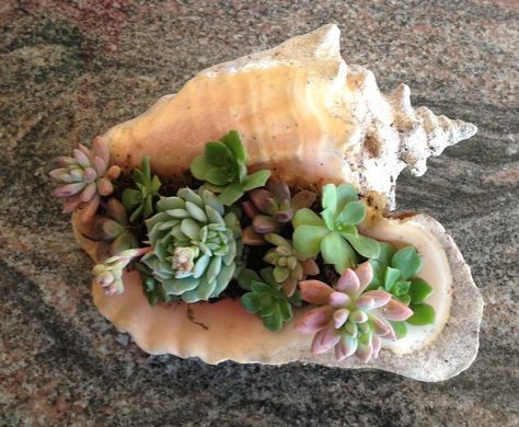 Succulents in Conch Shell Conch Shell Art, Conch Shells Decoration Ideas, Conch Shell Crafts, Conch Shell Decor, Large Conch Shell Crafts, Succulents In Shells, Succulent Seashell Arrangement, Under The Sea Succulent Garden, Inside Garden