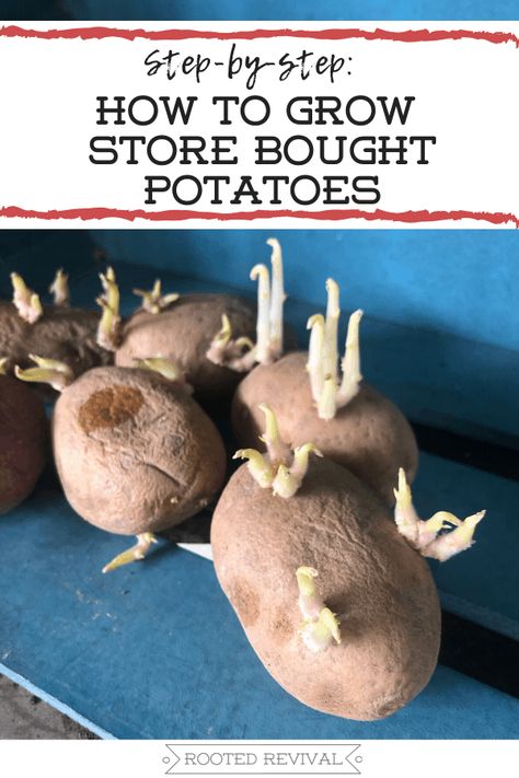 Sprouting Potatoes, Grow Potatoes In Container, Container Potatoes, Potato Gardening, Compost Soil, How To Store Potatoes, Planting Potatoes, Vegetable Garden Diy, Growing Veggies