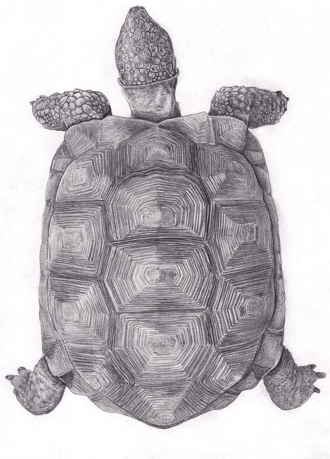 Chelonoidis Chilensis Tortoise Shell Drawing, Terrapin Tattoo, Snapping Turtle Drawing, Turtle Shell Drawing, Folk Tattoo, Turtle Backpack, Tortoise Drawing, Texture Sketch, Turtle Shells