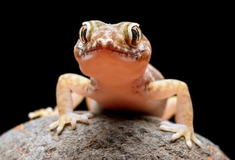 Portrait of a gecko on a rock, staring into the camera. Leopard Gecko, Gecko, Scientists, Reptiles, Forest, India, Animals, Color