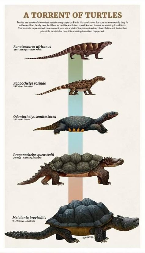 Tumblr Artist, PaleoArt, Creates Beautiful Animal Evolution Series (22 Species) - I Can Has Cheezburger? Different Types Of Turtles, Types Of Turtles, Prehistoric Animals Dinosaurs, Prehistoric Wildlife, Prehistoric World, Ancient Animals, Prehistoric Art, Paleo Art, Extinct Animals