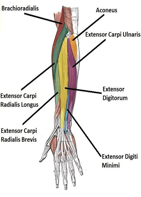 Forearm Muscle Anatomy, New England College, Osteopathic Medicine, Human Muscle Anatomy, Physical Therapist Assistant, Physical Therapy Assistant, Forearm Muscles, Basic Anatomy And Physiology, Human Body Anatomy