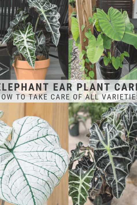 Elephant Ears Plants, Elephant Ear Plant Care, Elephant Ear Bulbs, Tall Potted Plants, Plant Care Guide, Alocasia Plant, Elephant Ear Plant, Indoor Plant Care, Cement Planters