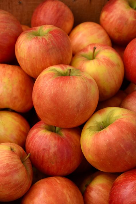 Honeycrisp Apple (Malus 'Honeycrisp') at Gertens Honeycrisp Apple, Apple Flowers, Fruits Photos, Honeycrisp Apples, Edible Landscaping, Apple Fruit, How To Attract Birds, Perfect Plants, Deciduous Trees