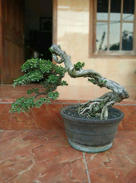 Bonsai Tree Indoor, Jade Plant Bonsai, Bonsai Landscape, Garden Bonsai Tree, Bougainvillea Bonsai, Bonsai Making, Bonsai Diy, Japanese Bonsai Tree, Jade Bonsai