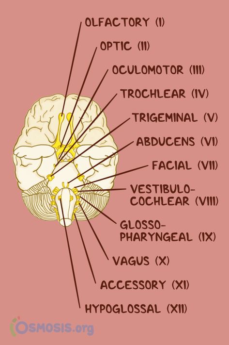 The cranial nerves consist of 12 pair of nerves originating directly from the brain and brainstem. They supply both motor and sensory information from the brain to other parts of the body, primarily supplying the region of the head and neck. Brain Nerves Anatomy, 12 Nerves Of The Brain, 12 Pairs Of Cranial Nerves, Brain And Cranial Nerves, 12 Cranial Nerves, 12 Cranial Nerves Mnemonic, Parts Of The Brain, Brain Nerves, Sistem Saraf