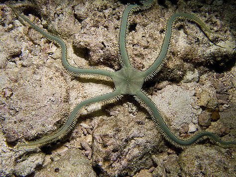 Brittle Starfish, Brittle Star, Underwater Sea, Live Animals, Marine Fish, Water Life, Aquatic Animals, Saltwater Aquarium, Sea Star