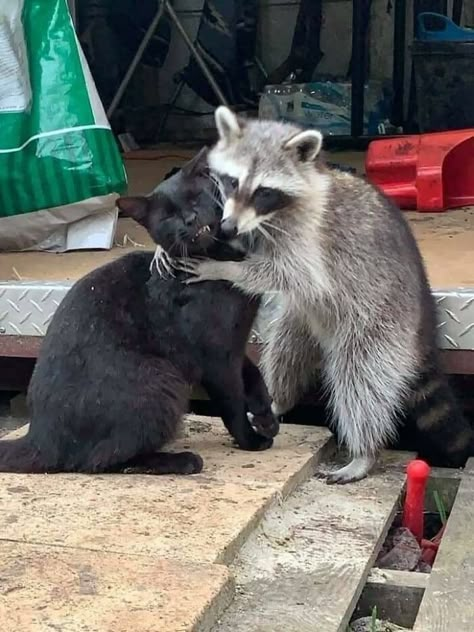 Cute Raccoons, Trash Pandas, Pet Raccoon, Pet Cemetery, Cute Raccoon, Raccoon Funny, Trash Panda, Silly Animals, Racoon