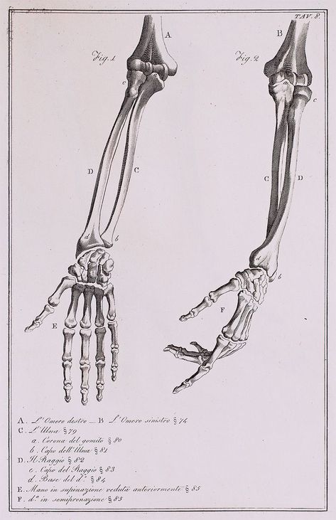 Anatomical Diagram, Arm Anatomy, Skeleton Arm, Hand Anatomy, Arm Bones, See Tattoo, Anatomy Bones, Skull Reference, Arm Drawing