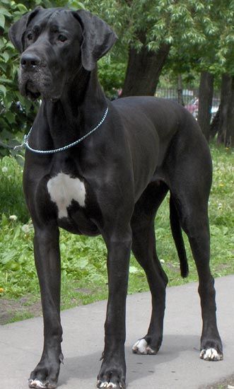 Great Dane Puppies, Cute Dog Costumes, Pet Anime, Black Great Danes, The Great Dane, Dane Puppies, Puppy Grooming, Great Dane Puppy, Dane Dog