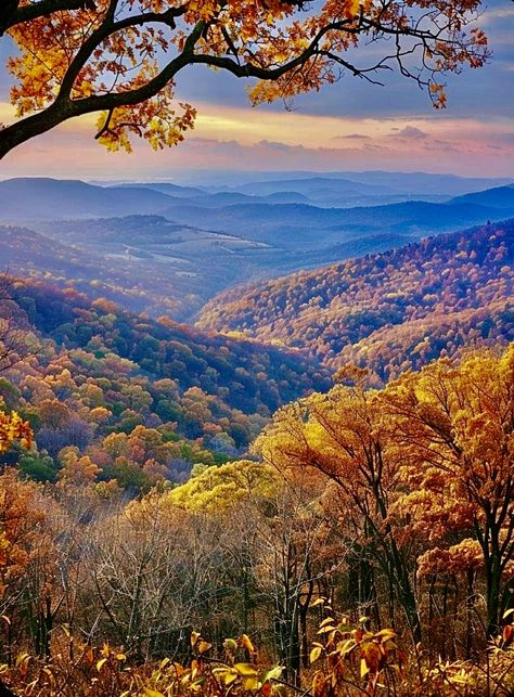 Aesthetic Autumn Leaves, Harvest Aesthetic, Mountains In The Fall, Skyline Drive Virginia, Autumn Mountains, Nature Fall, Fall Landscape Photography, Fall Nature, Skyline Drive